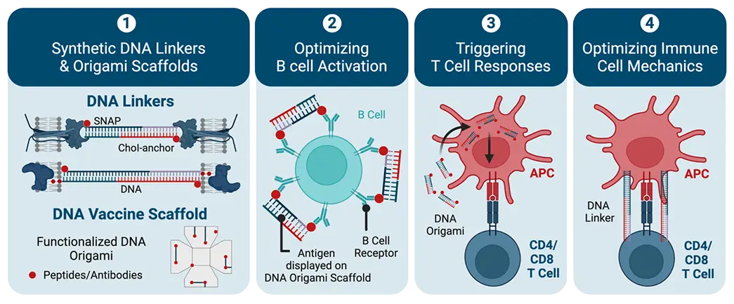 synth-immune 453-3 fig13