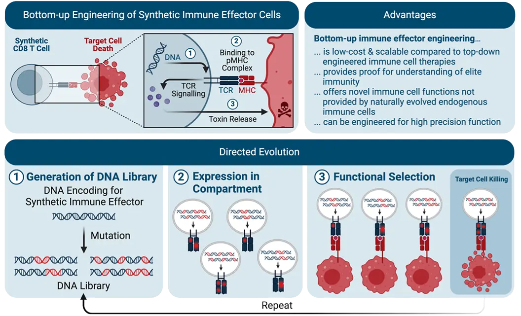 synth-immune 455-5 fig15