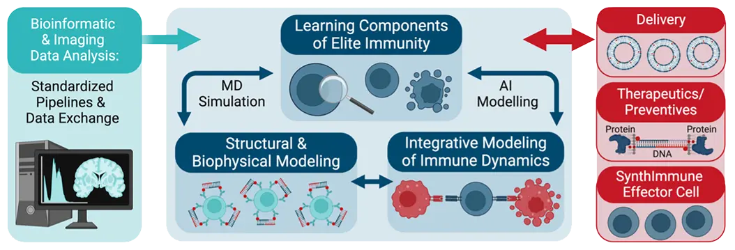 Computational Modelling for Prediction and Validation of Key Parameters of Immunity