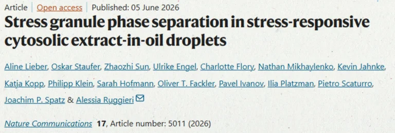 SynthImmune PIs Alessia Ruggieri, Joachim Spatz, Ilia Platzman, Oliver Fackler, and Kevin Jahnke: "Stress granule phase separation in stress-responsive cytosolic extract-in-oil droplets"