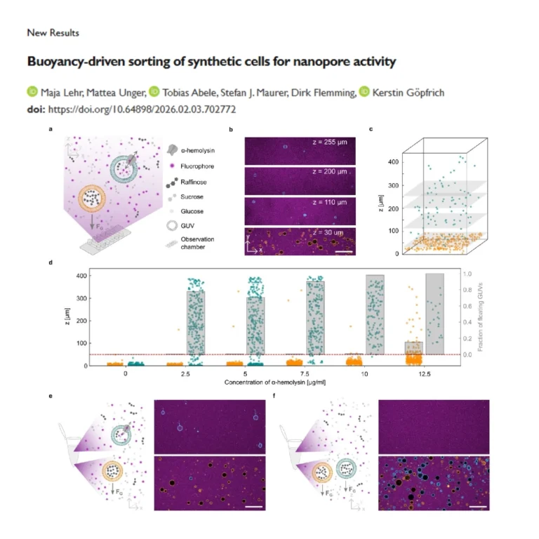 The lab of SynthImmune PI and co-spokesperson Kerstin Göpfrich has posted a preprint entitled “Buoyancy-driven sorting of synthetic cells for nanopore activity”.