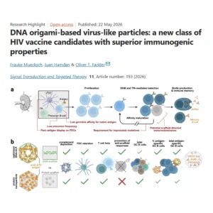 SynthImmune PIs Frauke Mücksch and Oliver Fackler discuss the recent paper from MIT’s Mark Bathe’s lab on DNA origami vaccines in a research highlight in the journal Signal Transduction and Targeted Therapy.