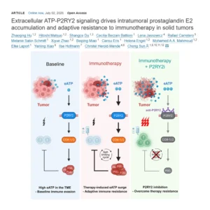 The lab of SynthImmune PI Chong Sun has published a paper in the journal Immunity entitled “Extracellular ATP-P2RY2 signaling drives intratumoral prostaglandin E2 accumulation and adaptive resistance to immunotherapy in solid tumors”.