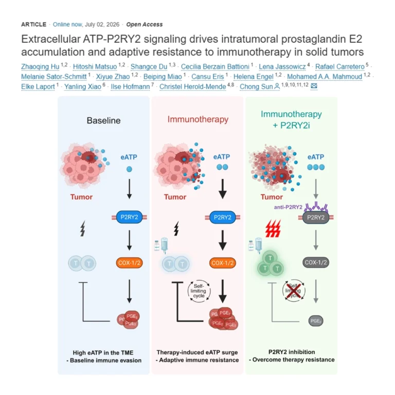 The lab of SynthImmune PI Chong Sun has published a paper in the journal Immunity entitled “Extracellular ATP-P2RY2 signaling drives intratumoral prostaglandin E2 accumulation and adaptive resistance to immunotherapy in solid tumors”.