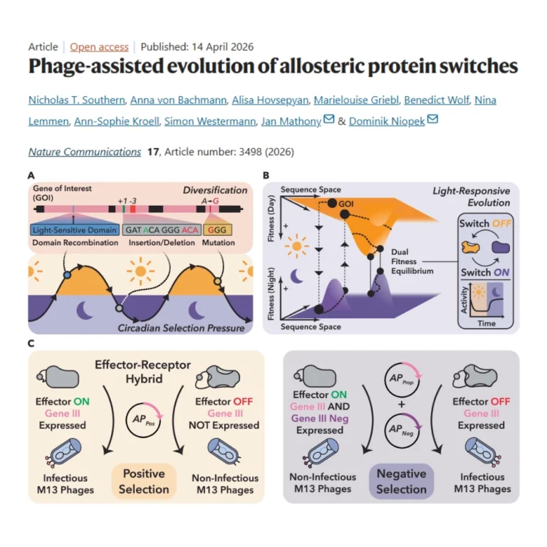 The lab of SynthImmune PI Dominik Niopek has published a paper in the journal Nature Communications