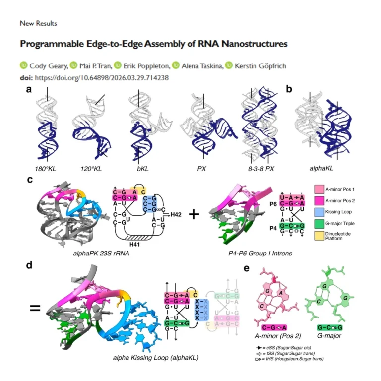 The lab of SynthImmune PI and co-spokesperson Kerstin Göpfrich has posted a preprint entitled “Programmable Edge-to-Edge Assembly of RNA Nanostructures”.