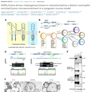 FGFR2 fusion-driven cholangiocarcinoma is characterized by a distinct neutrophil-enriched tumor microenvironment in a syngeneic murine model