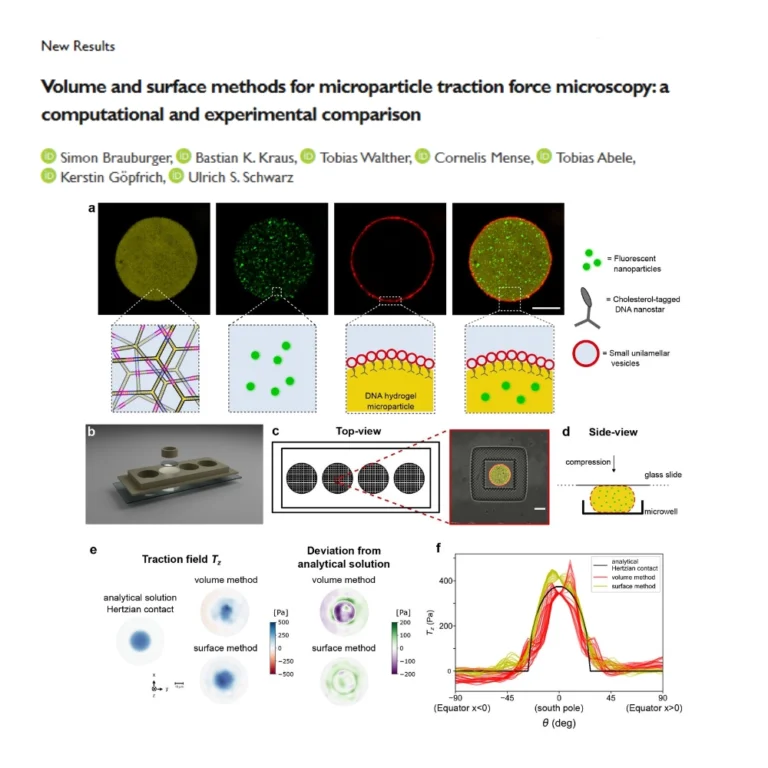The labs of SynthImmune PIs Kerstin Göpfrich and Ulrich Schwarz have posted a preprint entitled “Volume and surface methods for microparticle traction force microscopy: a computational and experimental comparison”.