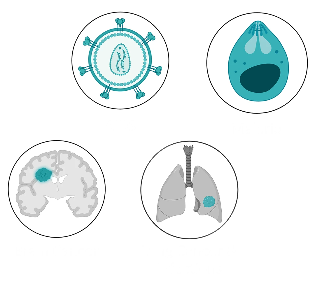 Synthetic biology allows the engineering of cells to cure diseases like AIDS, Malaria, Brain or Lung Cancer and Infections. Synthetic biology allows the engineering of cells by top-down genetic manipulation or bottom-up assembly from minimal components.